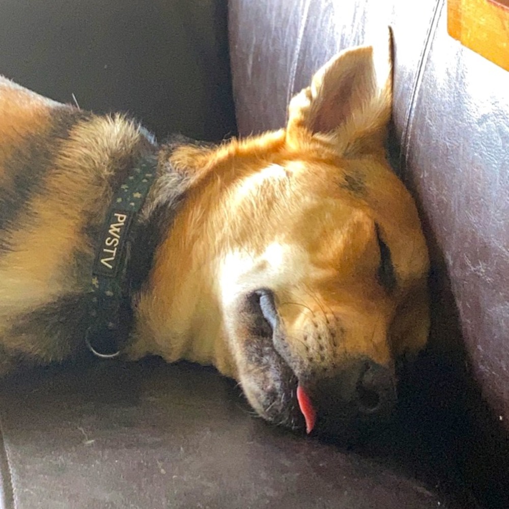 Meet your Posher, Wren